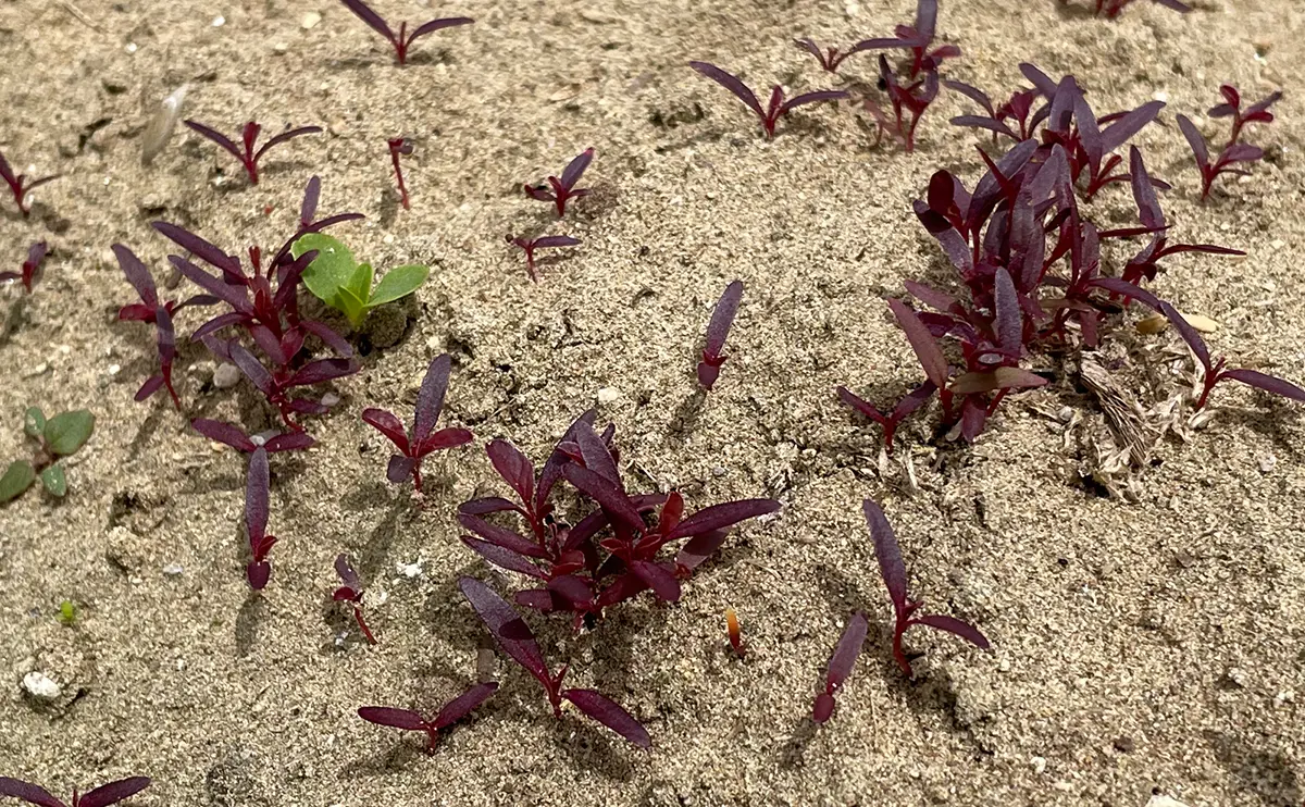 写真：初夏のケイトウの芽