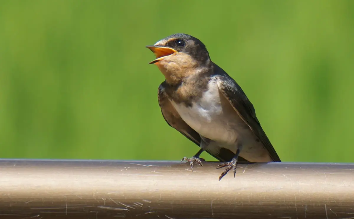 写真：ツバメの幼鳥01