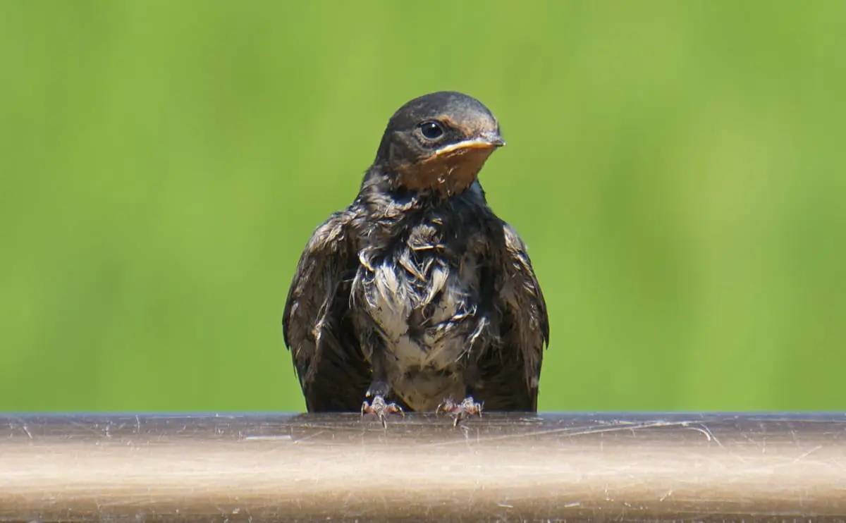 写真：ツバメの幼鳥02