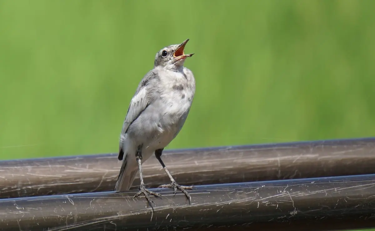 写真：ハクセキレイの幼鳥01