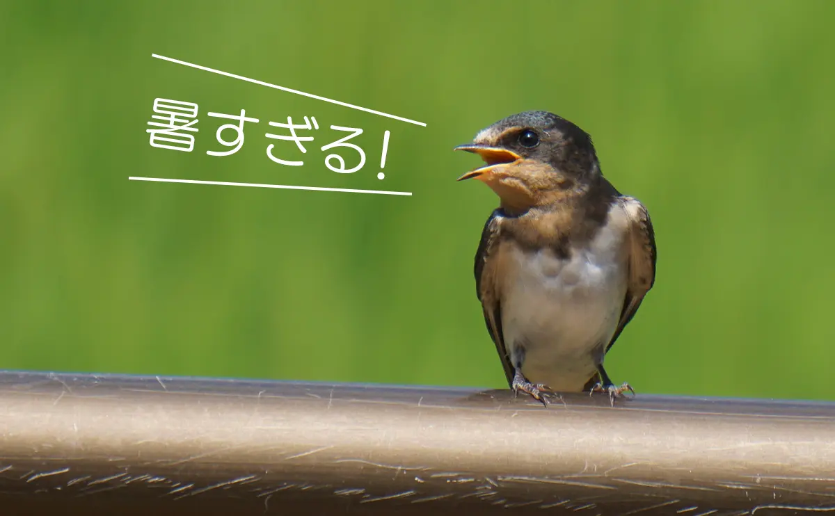 写真：ツバメの幼鳥