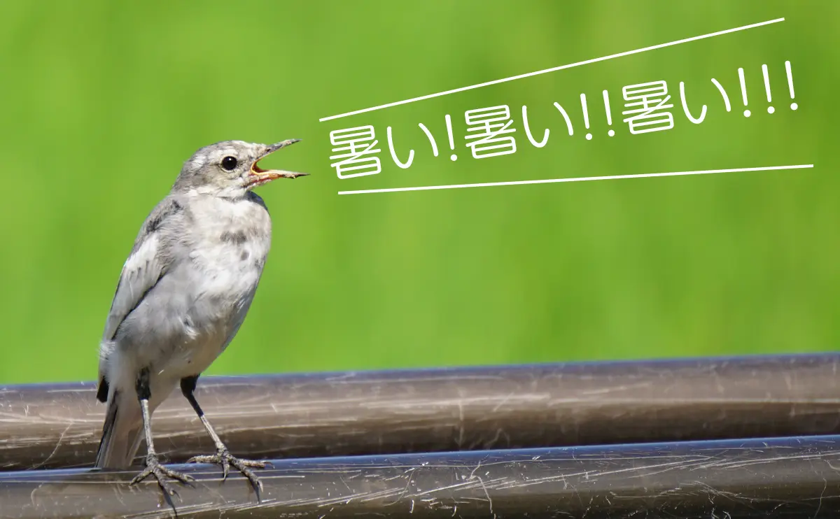 写真：ハクセキレイの幼鳥