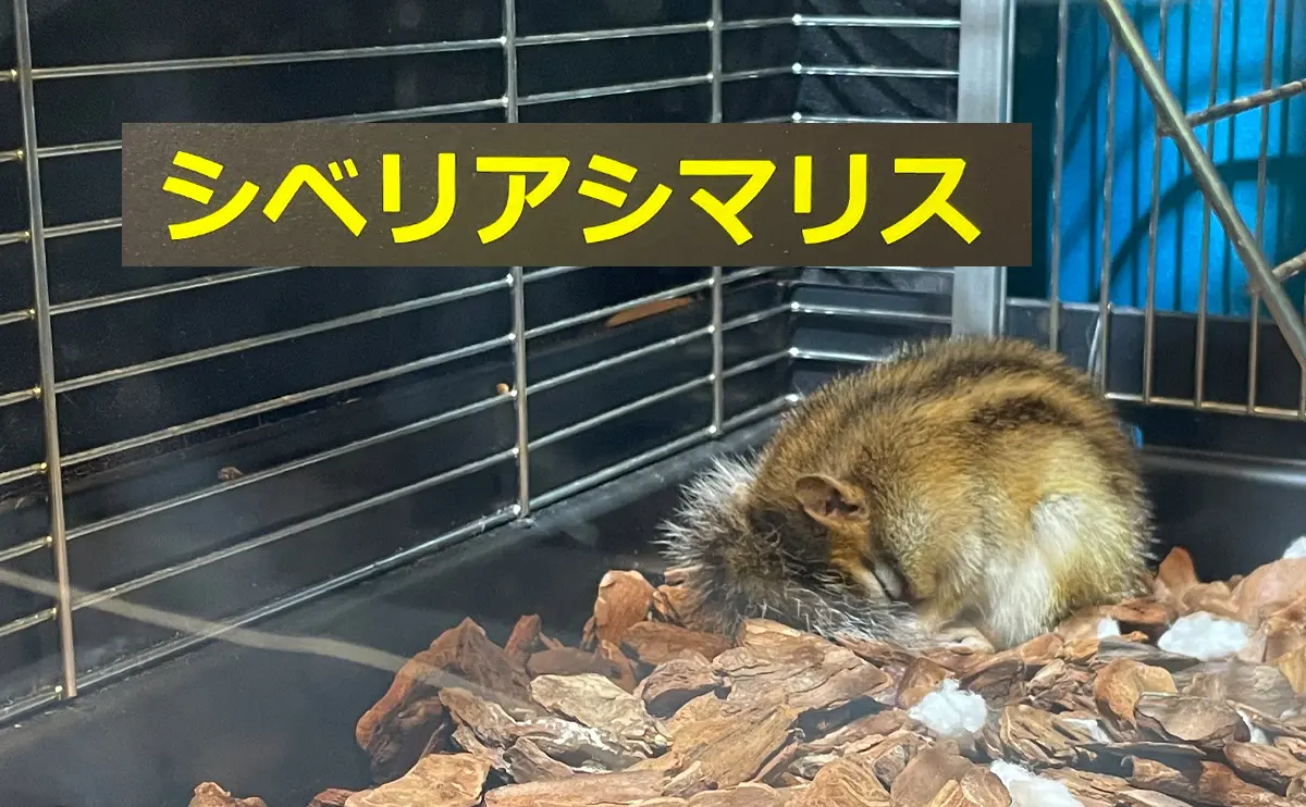 写真：シベリアシマリス