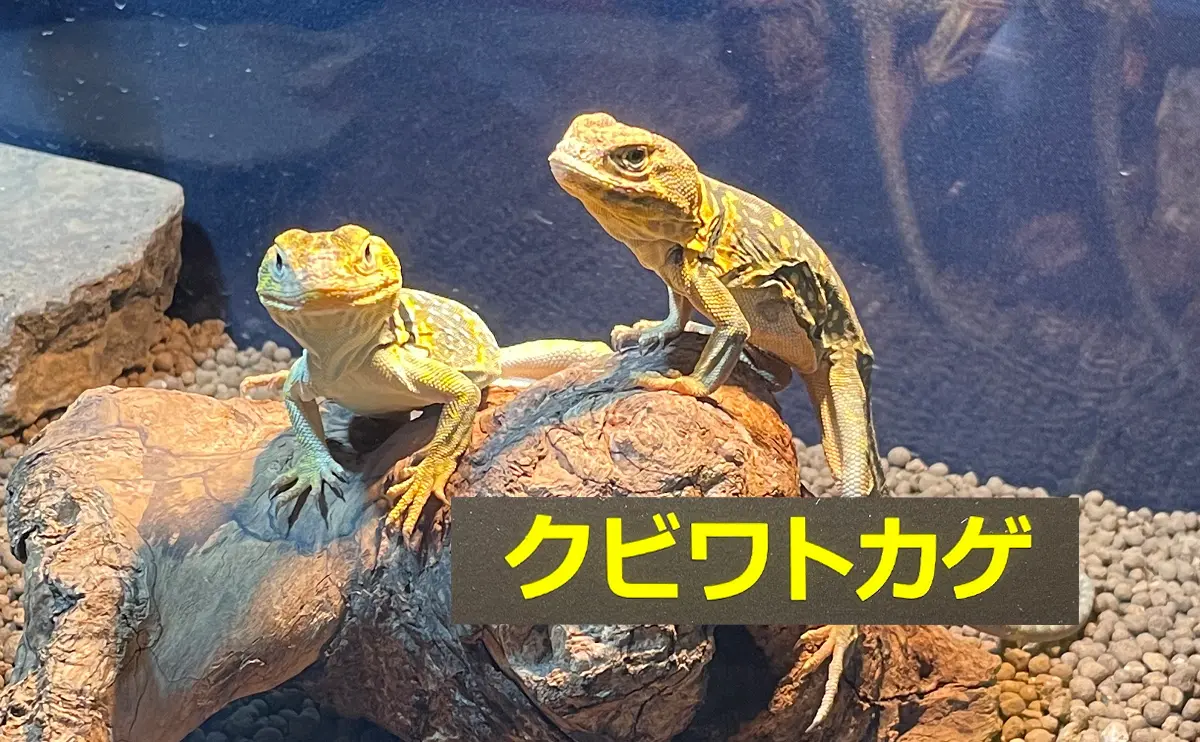 写真：クビワトカゲ