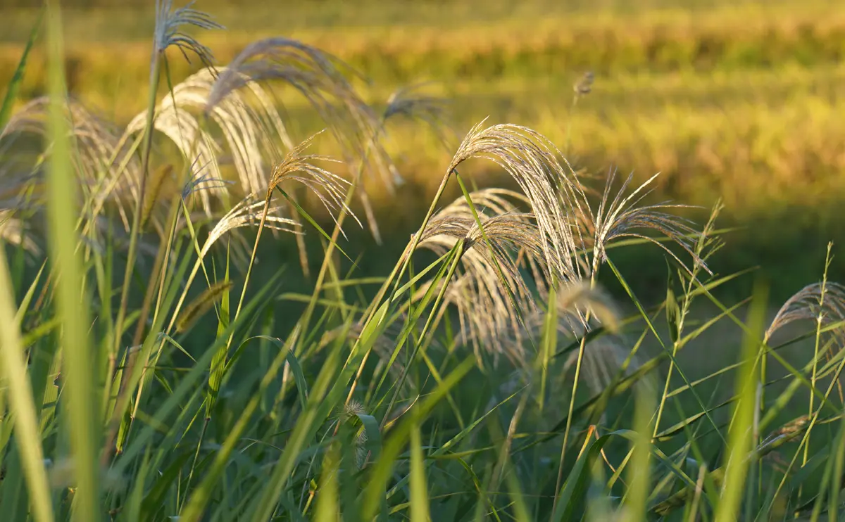 写真：ススキ