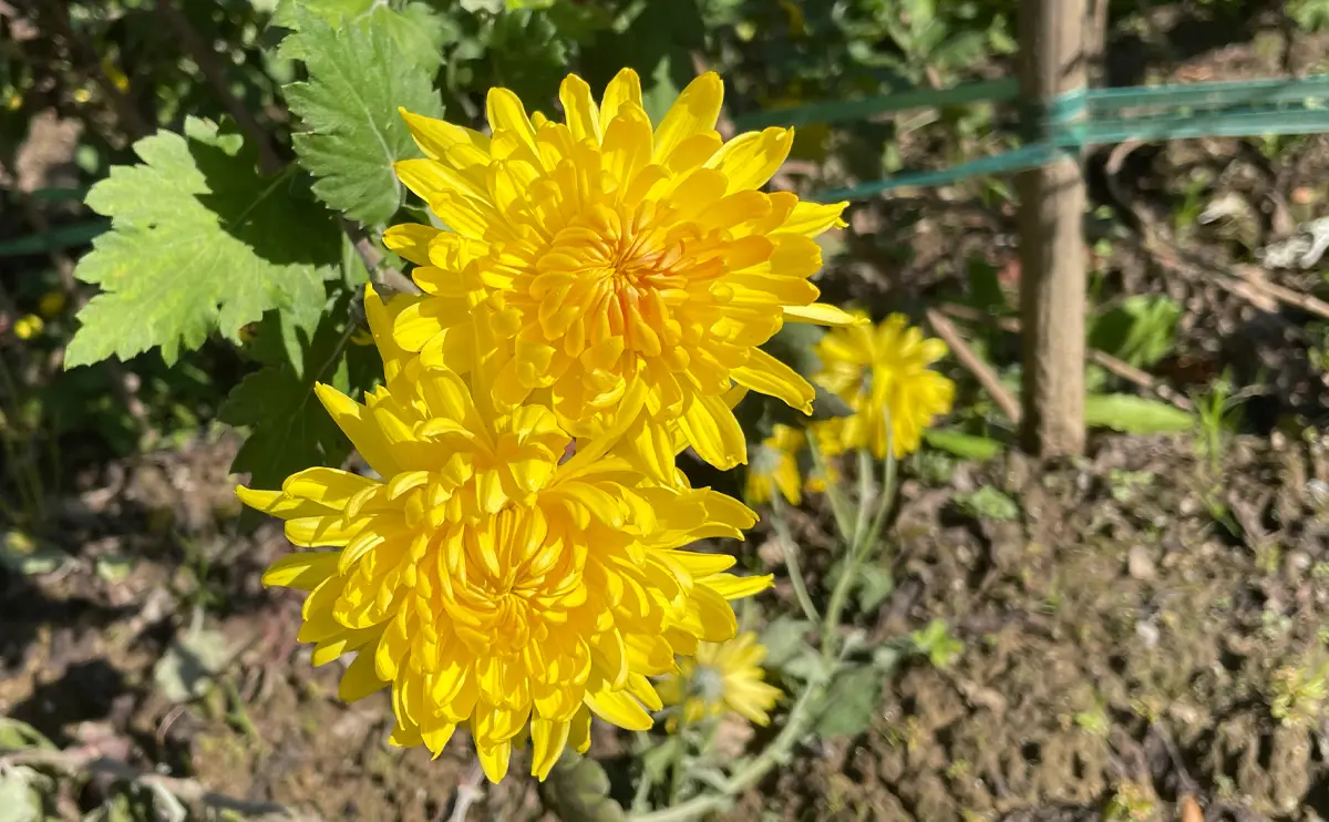 写真：食用菊