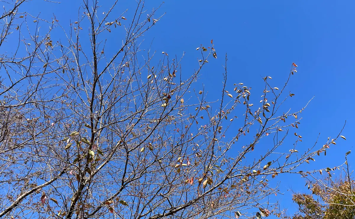 写真：晩秋の桜の木