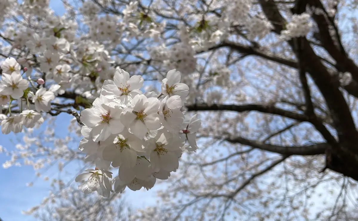 写真：サクラの花