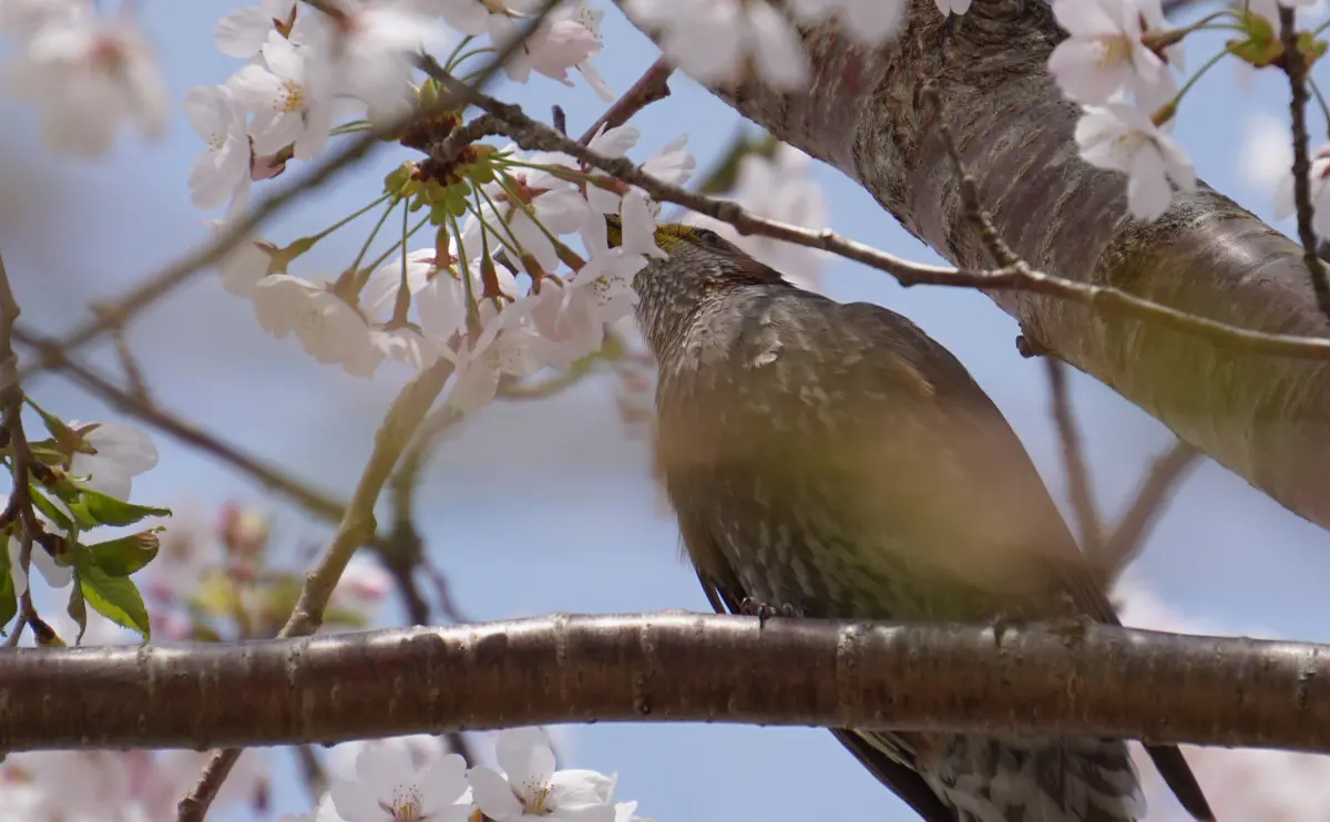 写真：サクラの花の蜜を吸うヒヨドリ