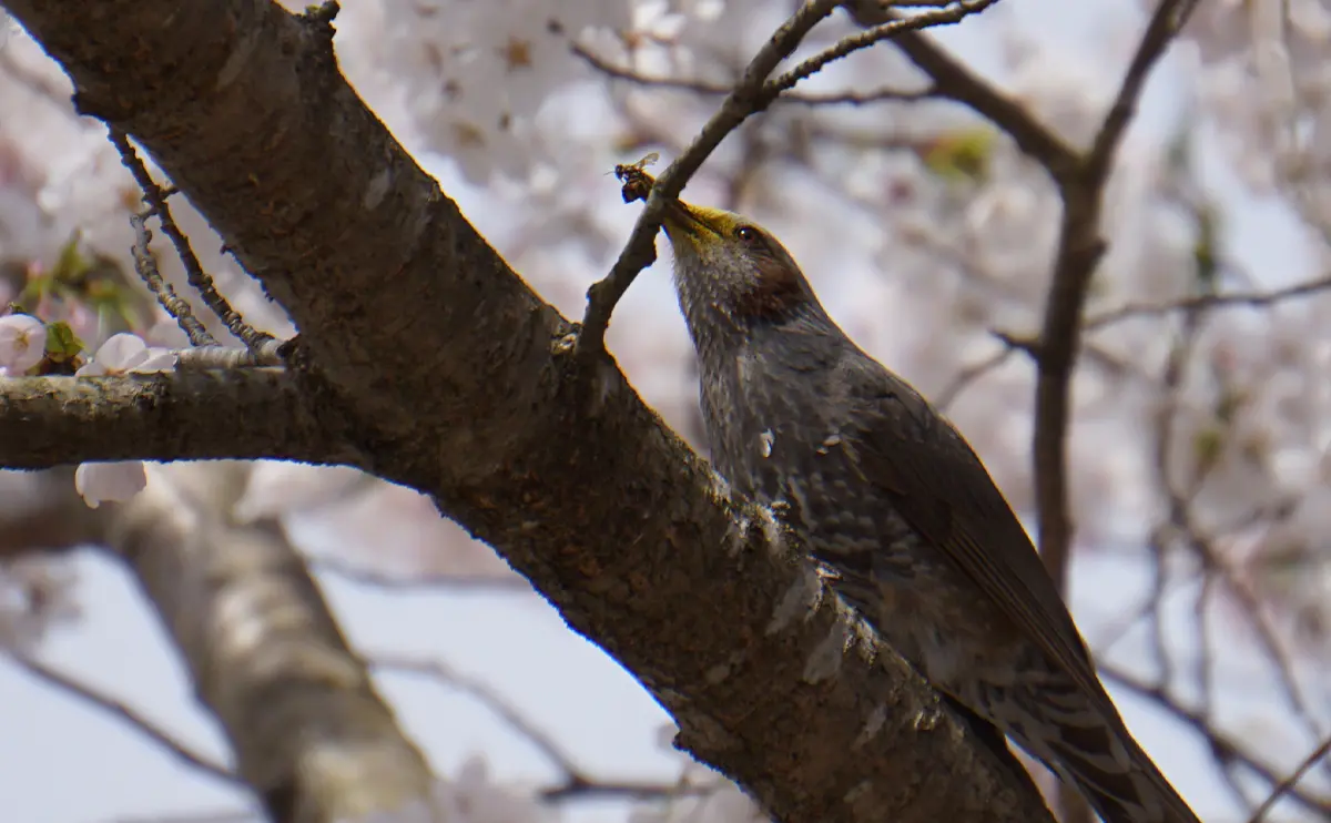 写真：虫を食べるヒヨドリ