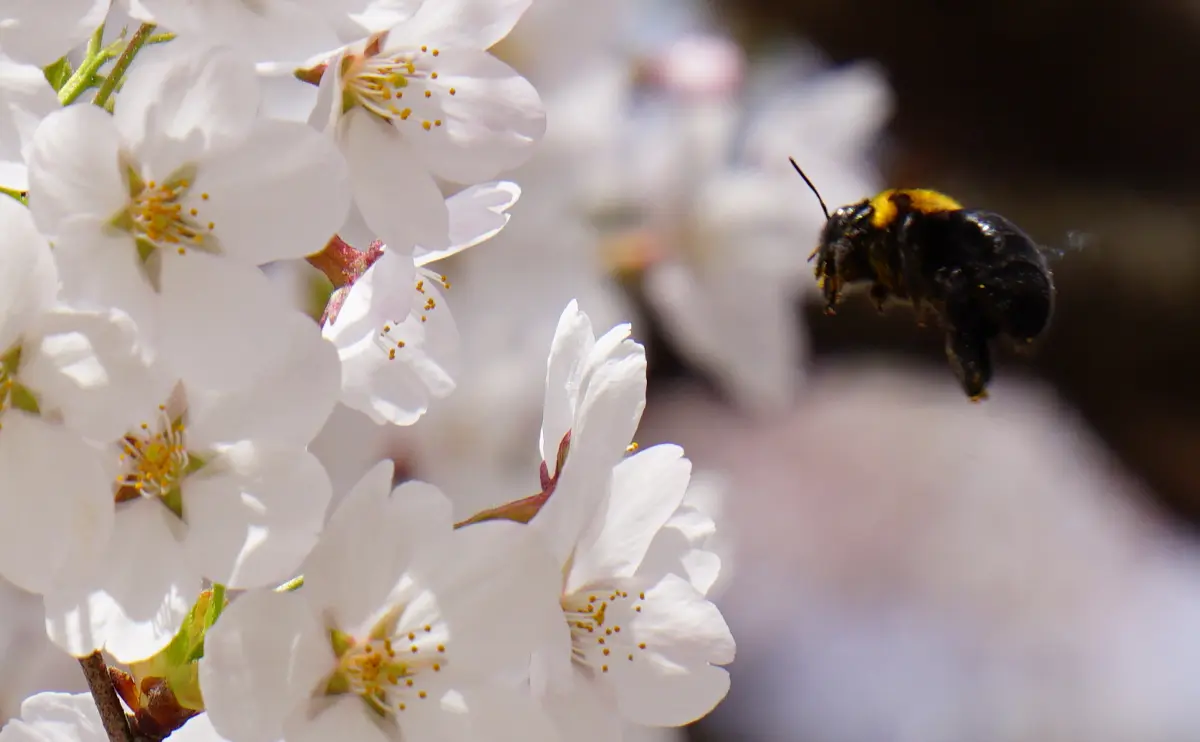 写真：サクラの花の蜜を狙うクマバチ