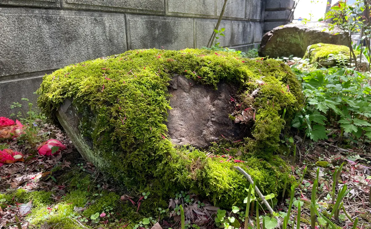 写真：苔がむけた石