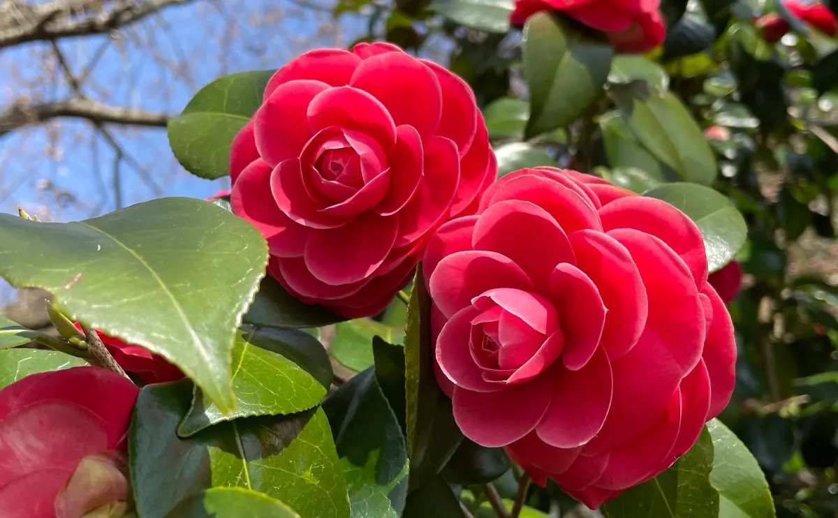 写真：ツバキの花