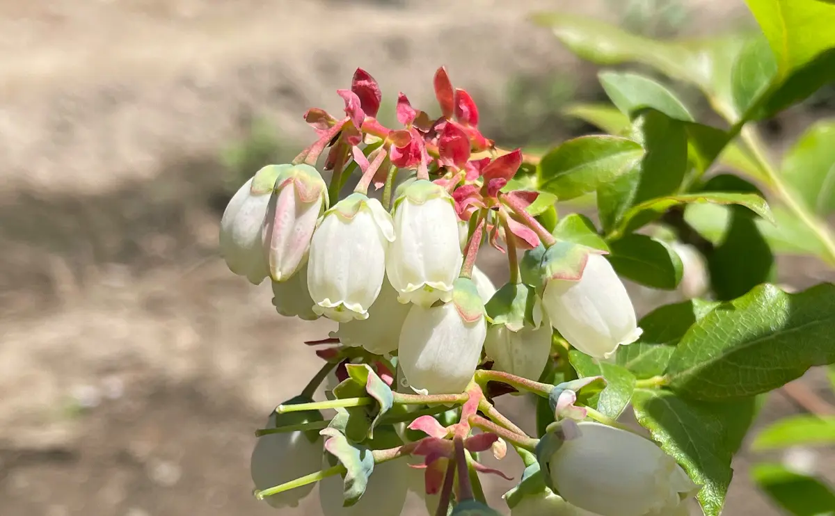 写真：ブルーベリーの花