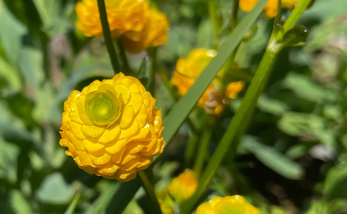 写真：ハイキンポウゲ（品種：ゴールドコイン）