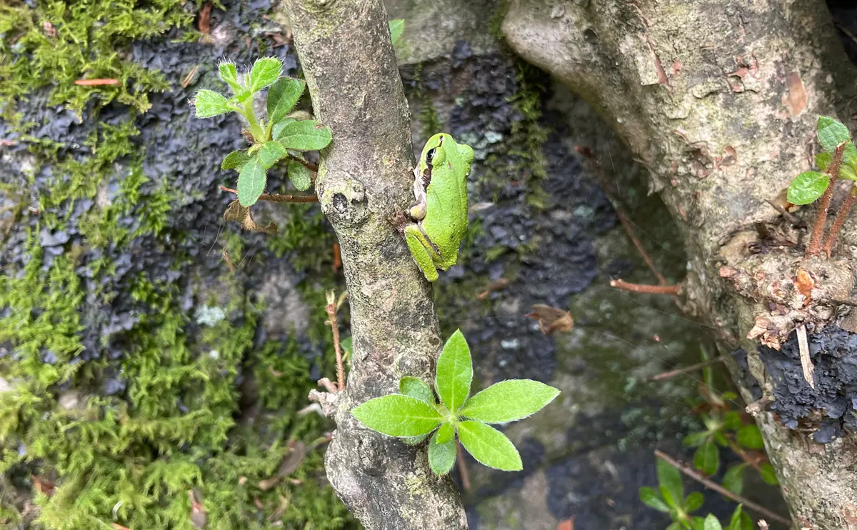 写真：ツツジの木に佇むニホンアマガエル