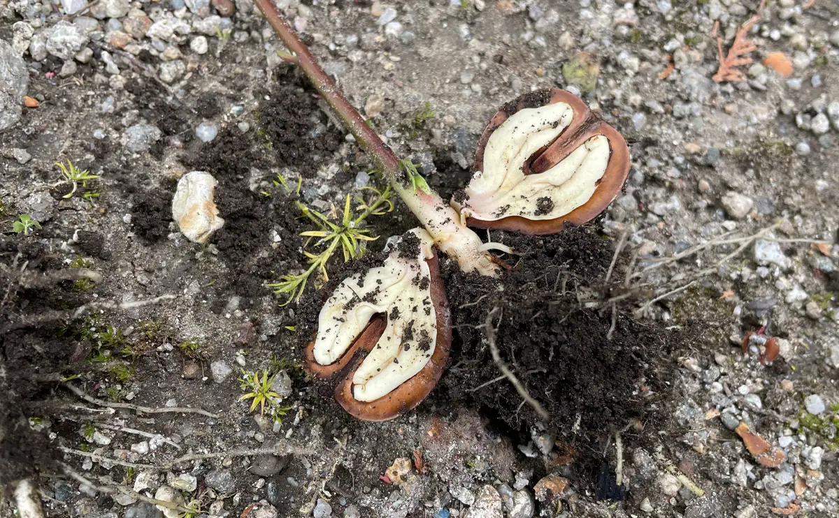 写真：芽を出したクルミの根元