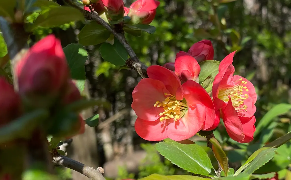 写真：木瓜の花