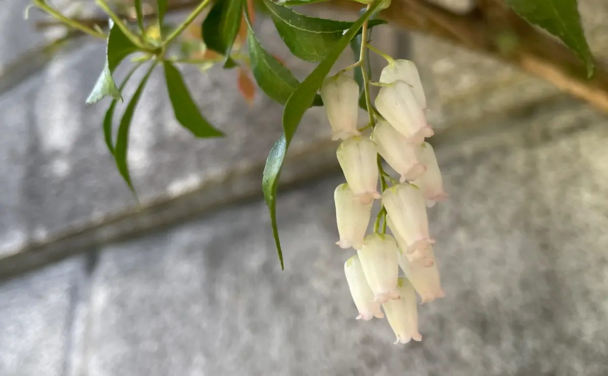 写真：馬酔木の花