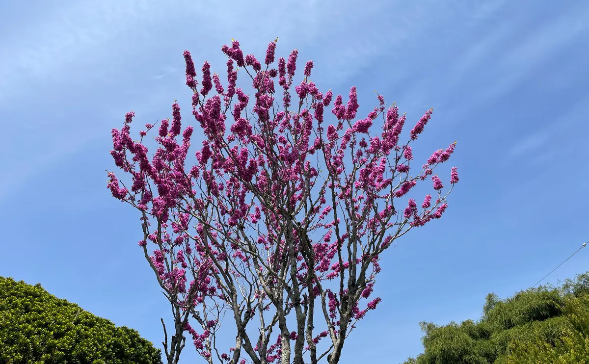 写真：花蘇芳