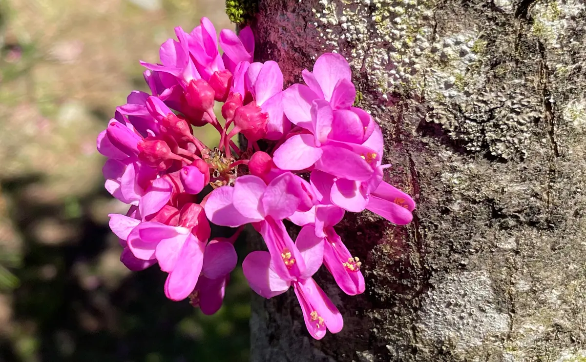 写真：花蘇芳の花