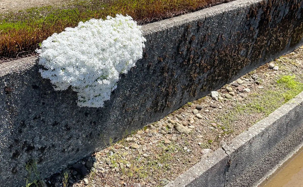 写真：はぐれシバザクラ