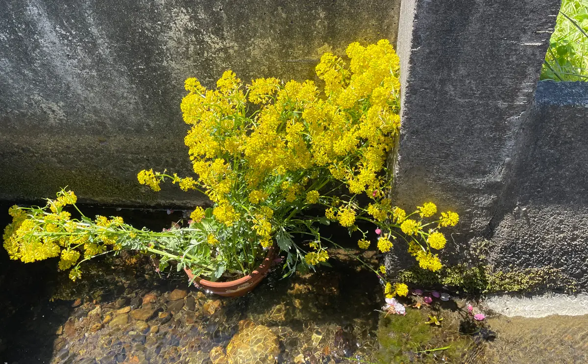 写真：外来種の花