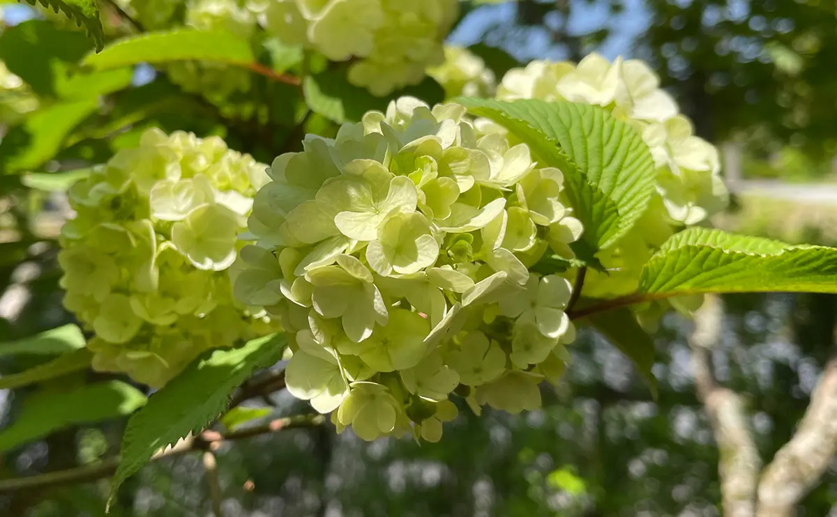 写真：徐々に白色に変化するオオデマリの花