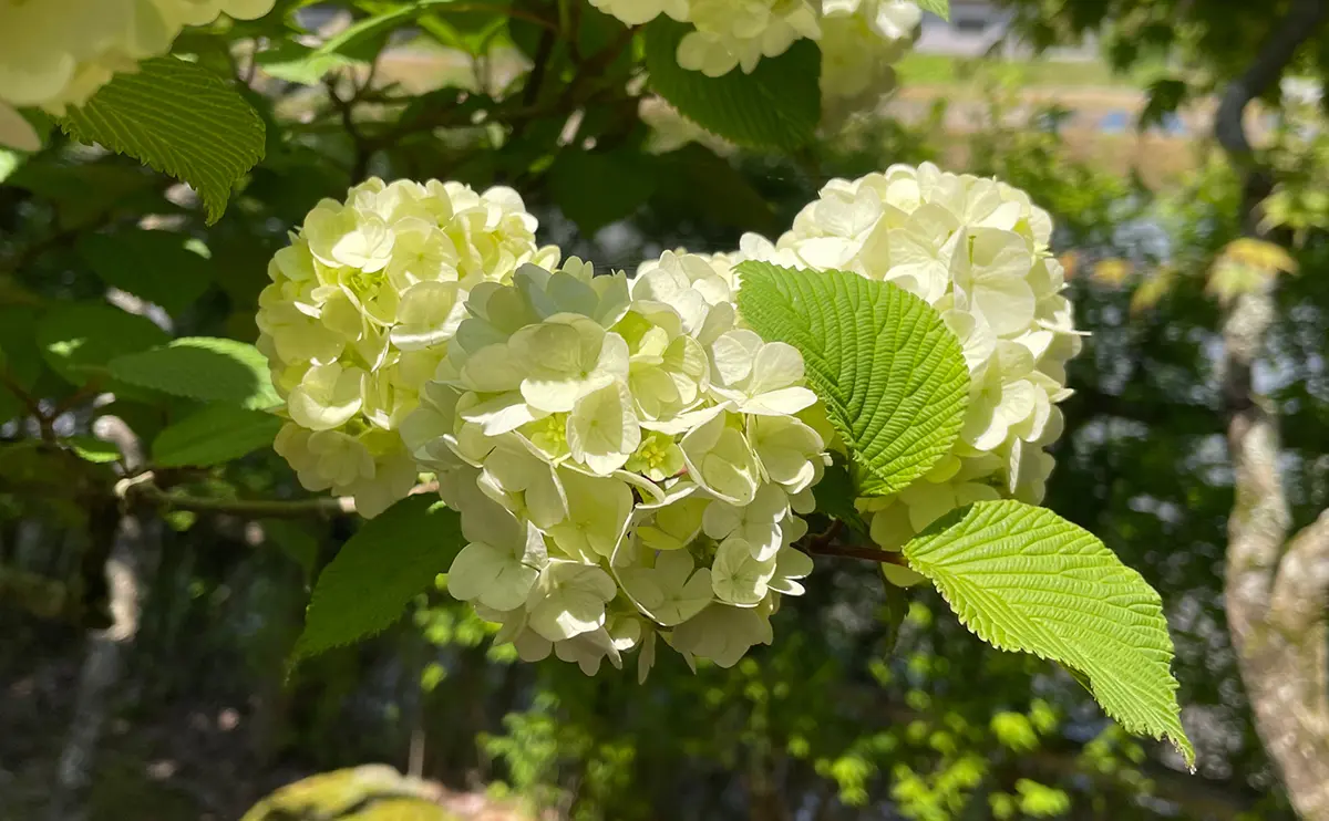 写真：徐々に白色に変化するオオデマリの花