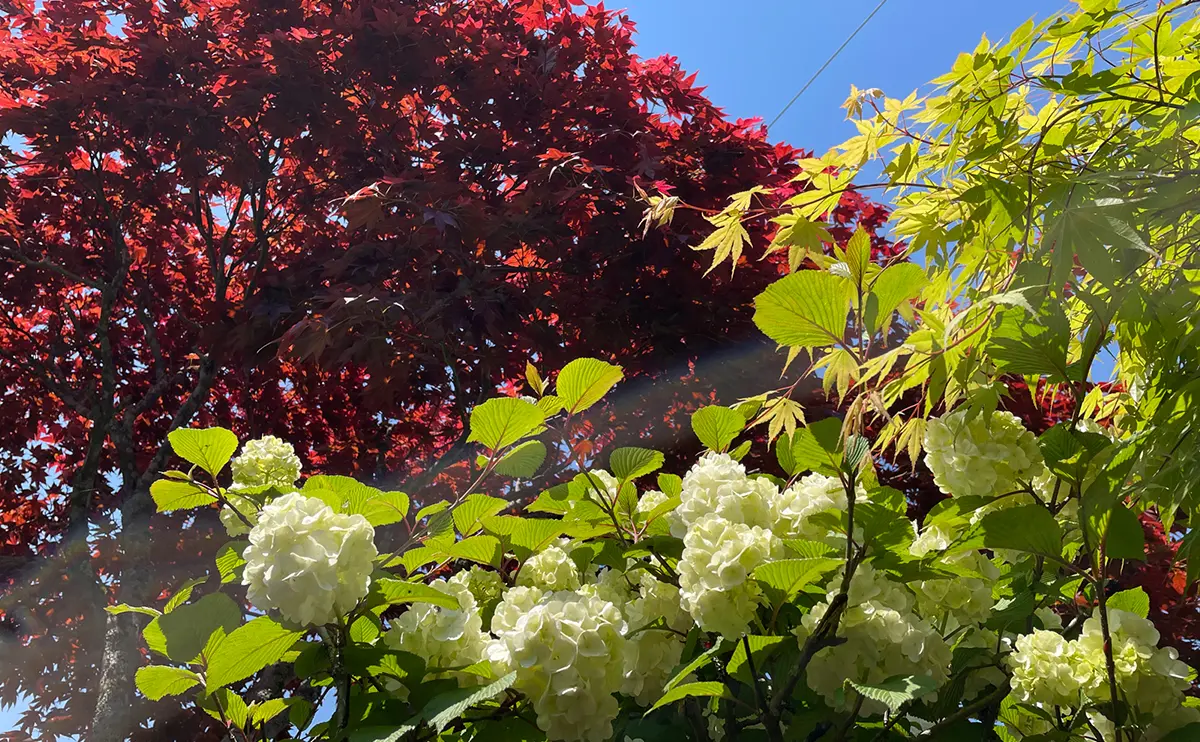 写真：徐々に白色に変化するオオデマリの花と野村紅葉