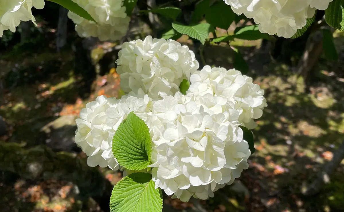 写真：白色に変化したオオデマリの花