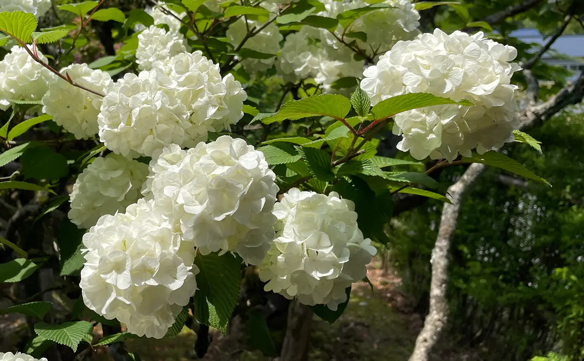 写真：白色に変化したオオデマリの花