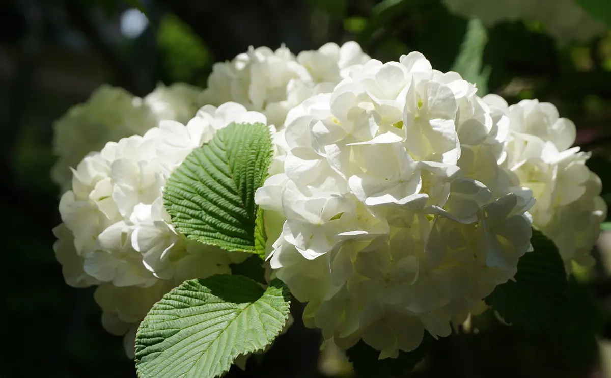 写真：白色に変化したオオデマリの花