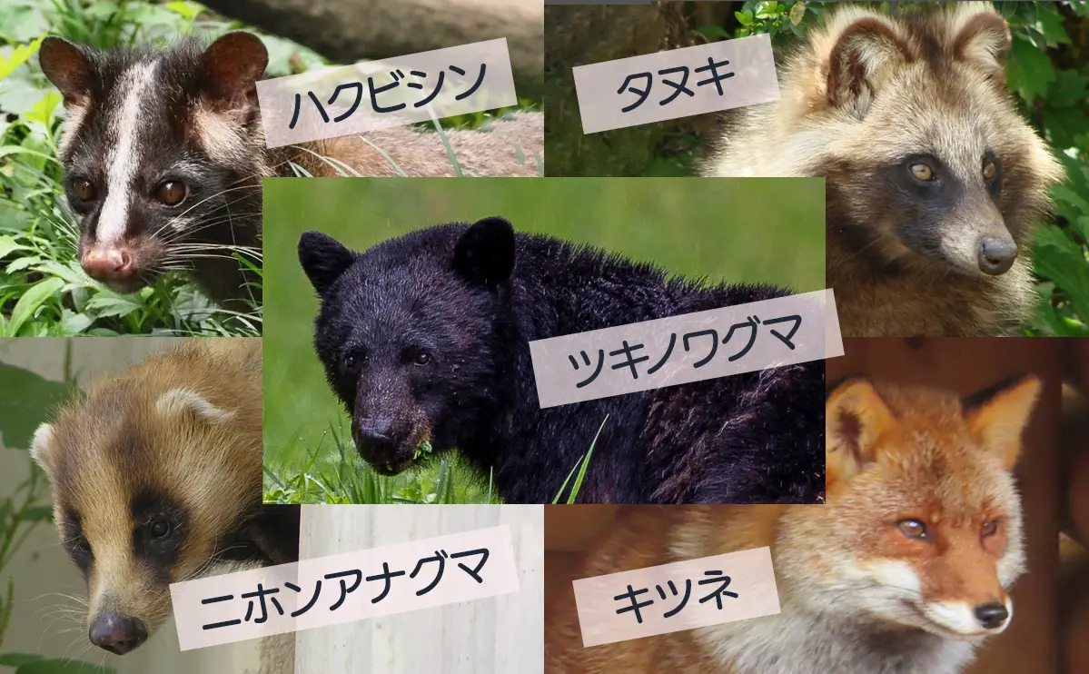 写真：野生動物