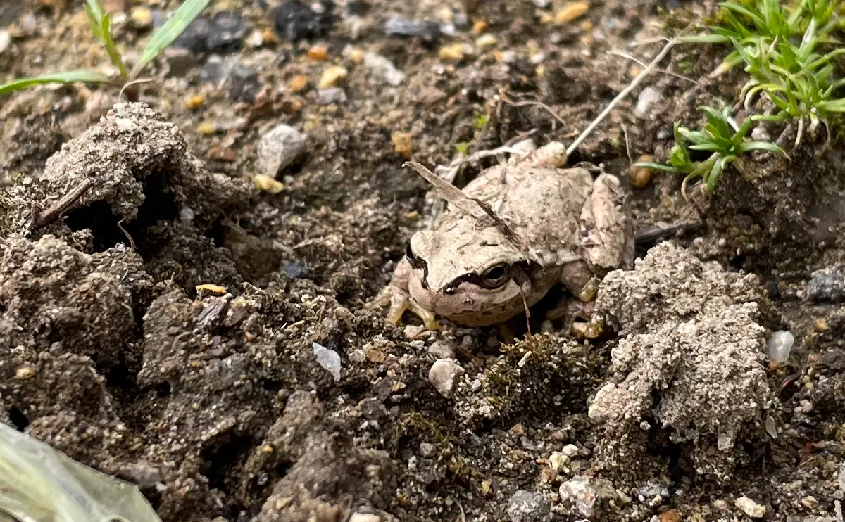 写真：擬態したニホンアマガエル