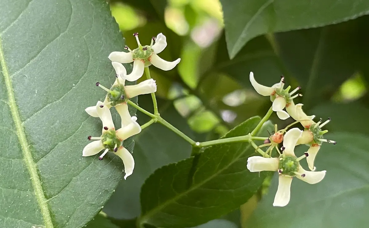 写真：マユミの花