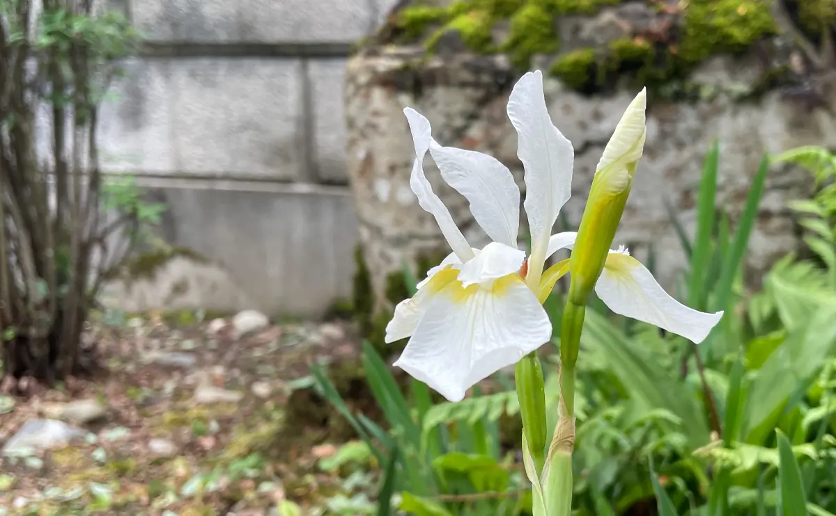 写真：ダッチアイリス