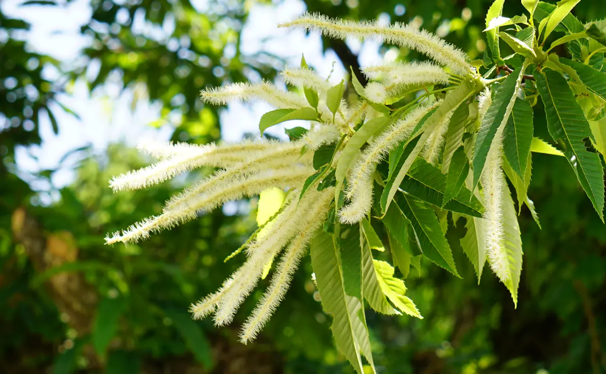 写真：クリの花