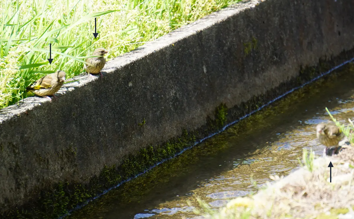 写真：用水路の縁に集まるカワラヒワの幼鳥