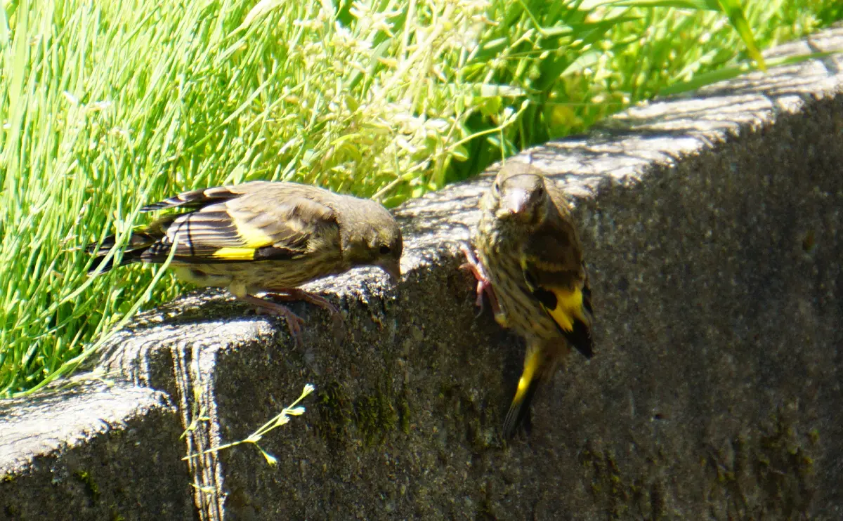 写真：水面を見つめるカワラヒワの幼鳥