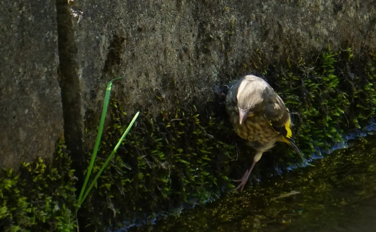 写真：水中を伺うカワラヒワの幼鳥