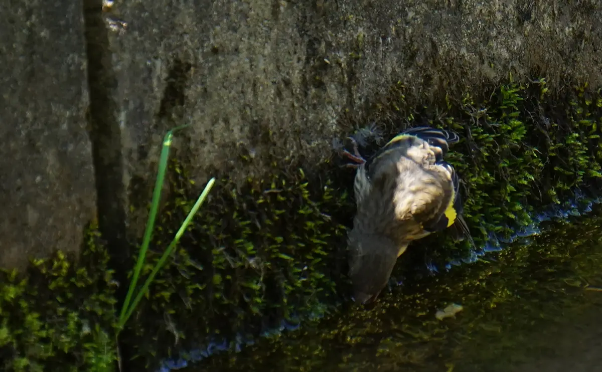 写真：水を飲むカワラヒワの幼鳥