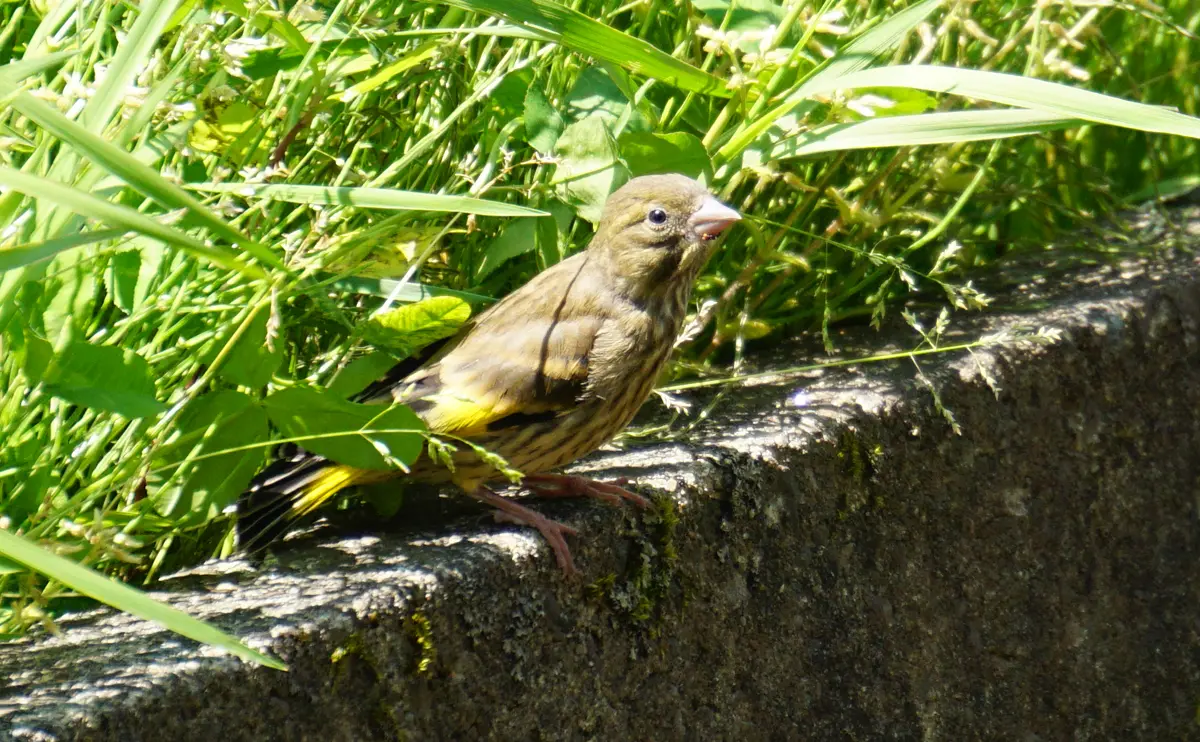 写真：カワラヒワの幼鳥