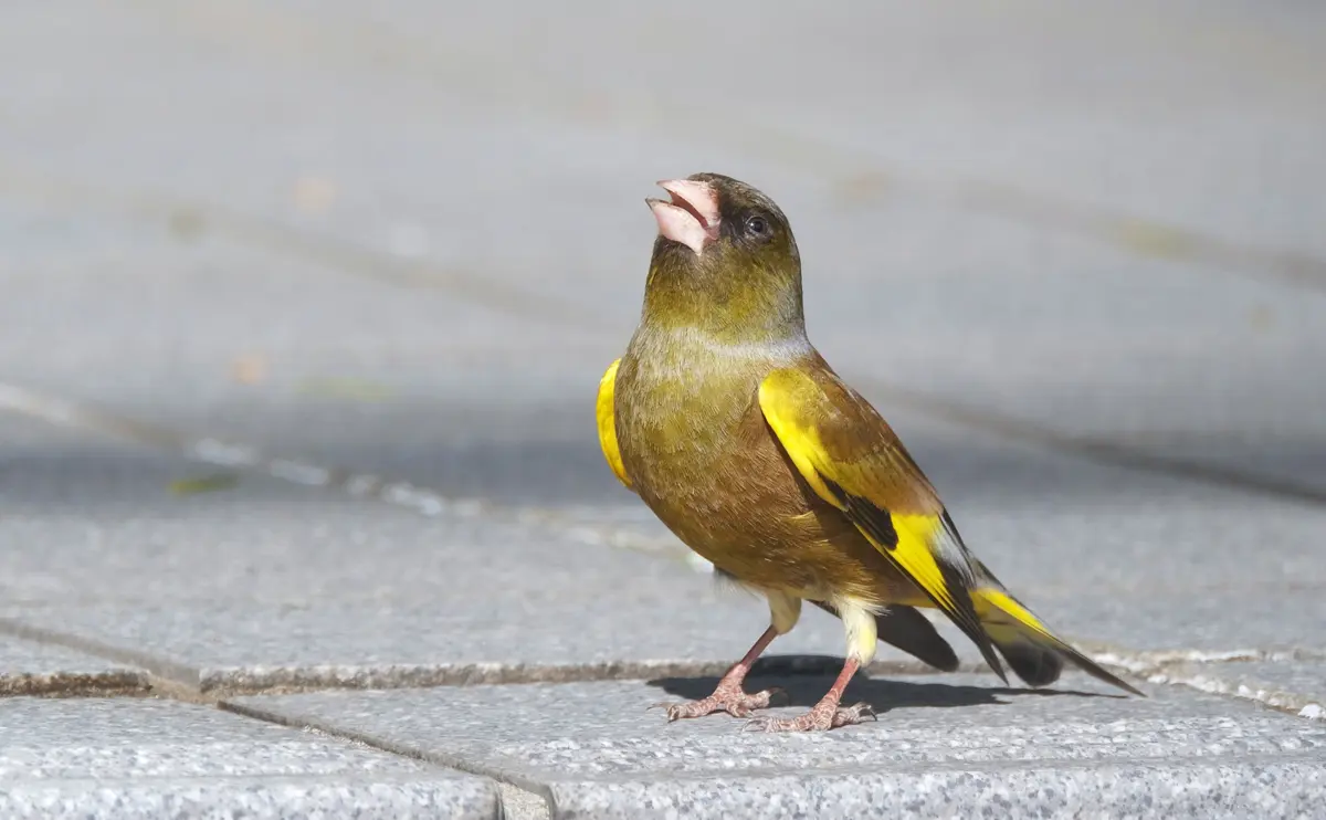 写真：カワラヒワの成鳥