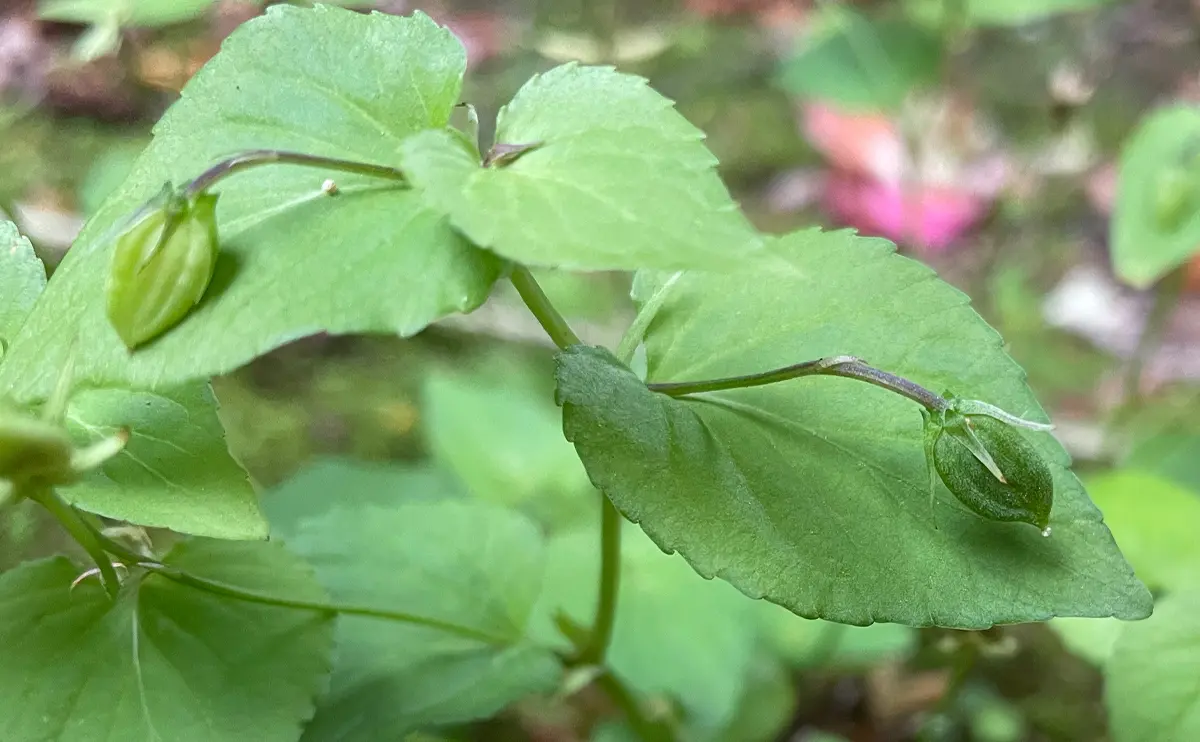 写真：スミレの閉鎖花