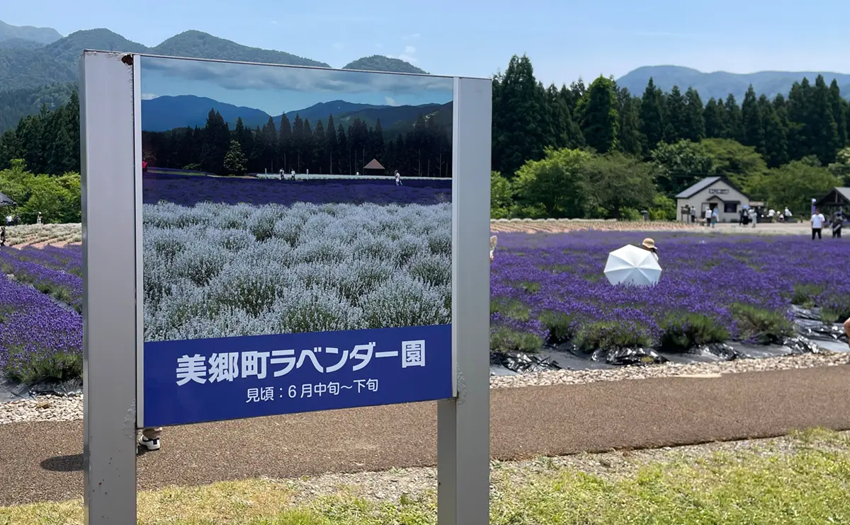 写真：美郷町ラベンダー園