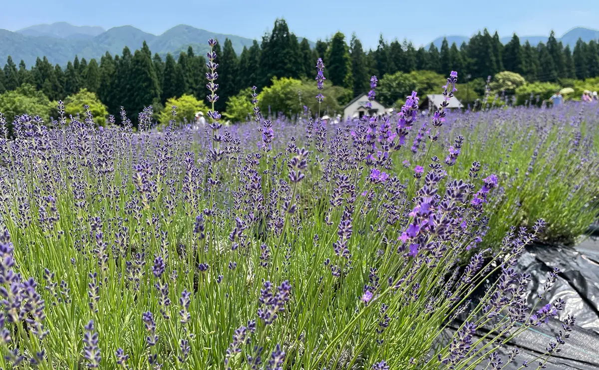 写真：オカムラサキ（美郷町ラベンダー園）