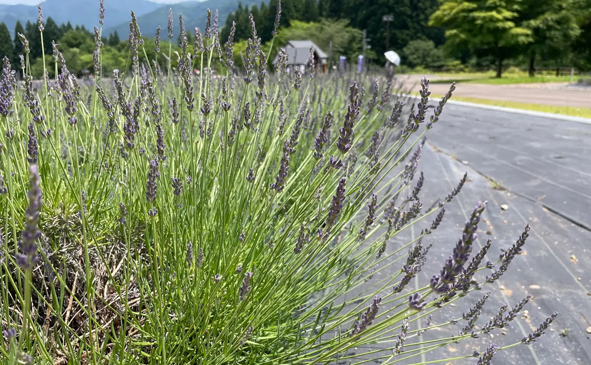 写真：スーパーセビリアンブルー（美郷町ラベンダー園）