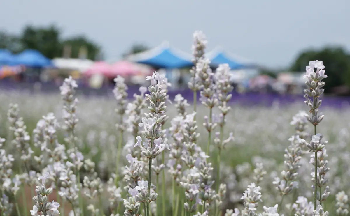 写真：美郷雪華（美郷町ラベンダー園）