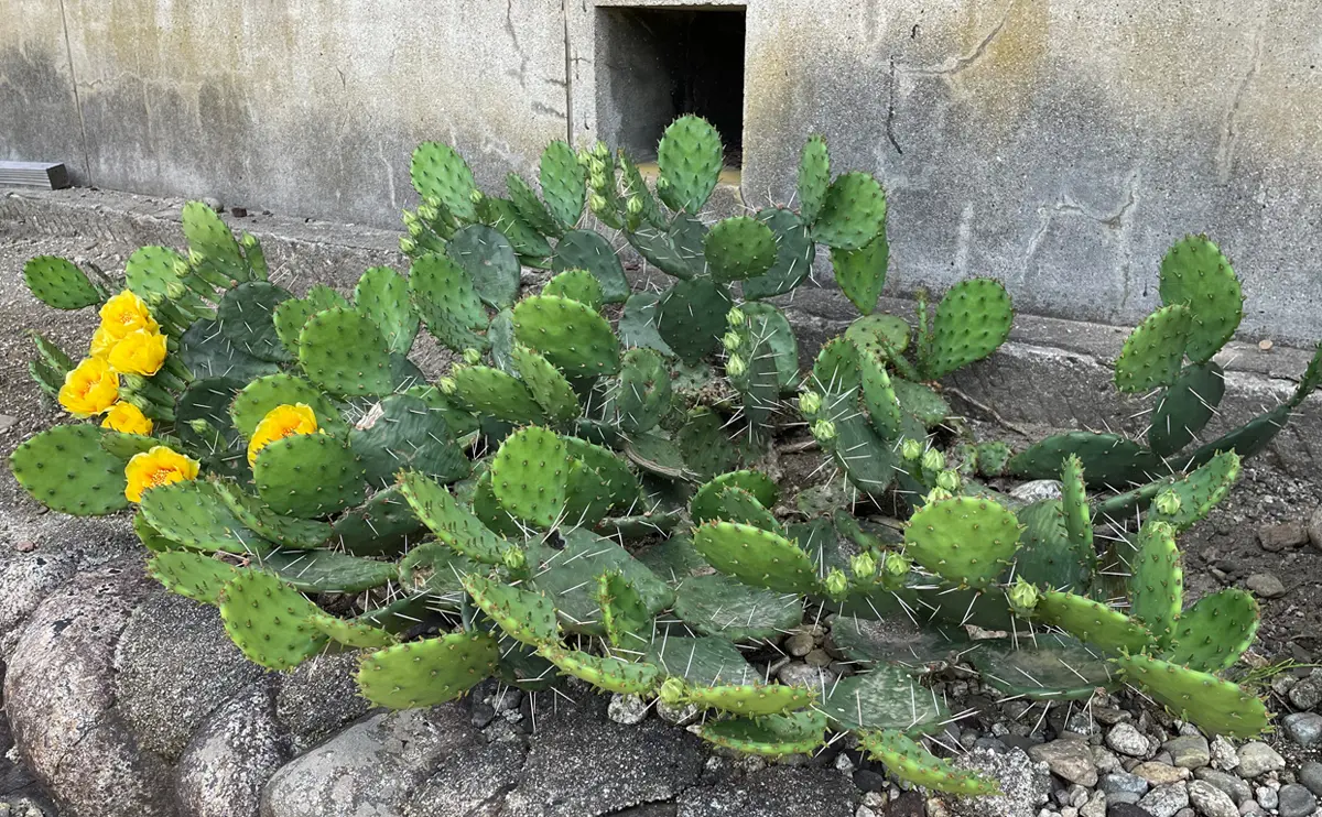 写真：開花したウチワサボテン01